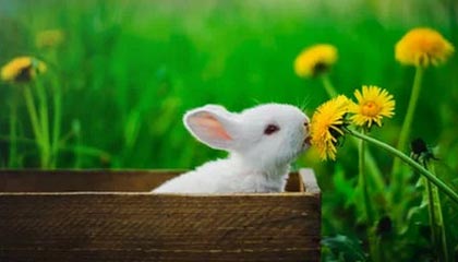 AYX GAMING-法国男篮在奥运热身赛中取得连胜，法国男篮在奥运热身赛中取得连胜次数