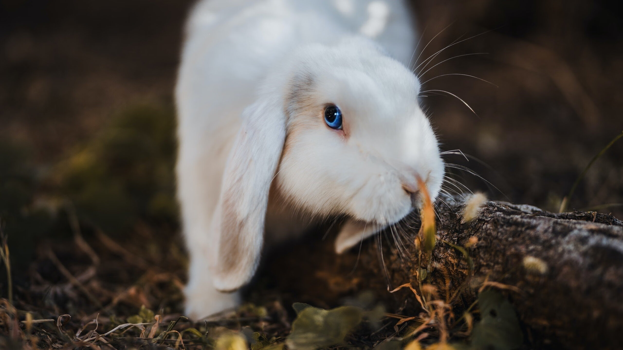 AIYOUXI.COM-《赛事道具与周边：电竞粉丝的收藏狂潮》，电竞周边产品礼盒