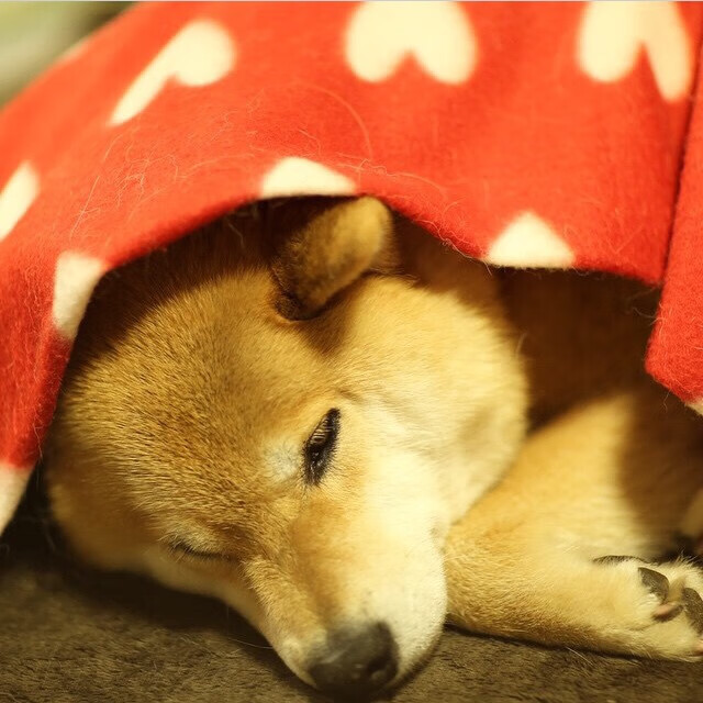 传奇队伍的“黄金时代”:那些不可复制的阵容组合,传奇各组合分析