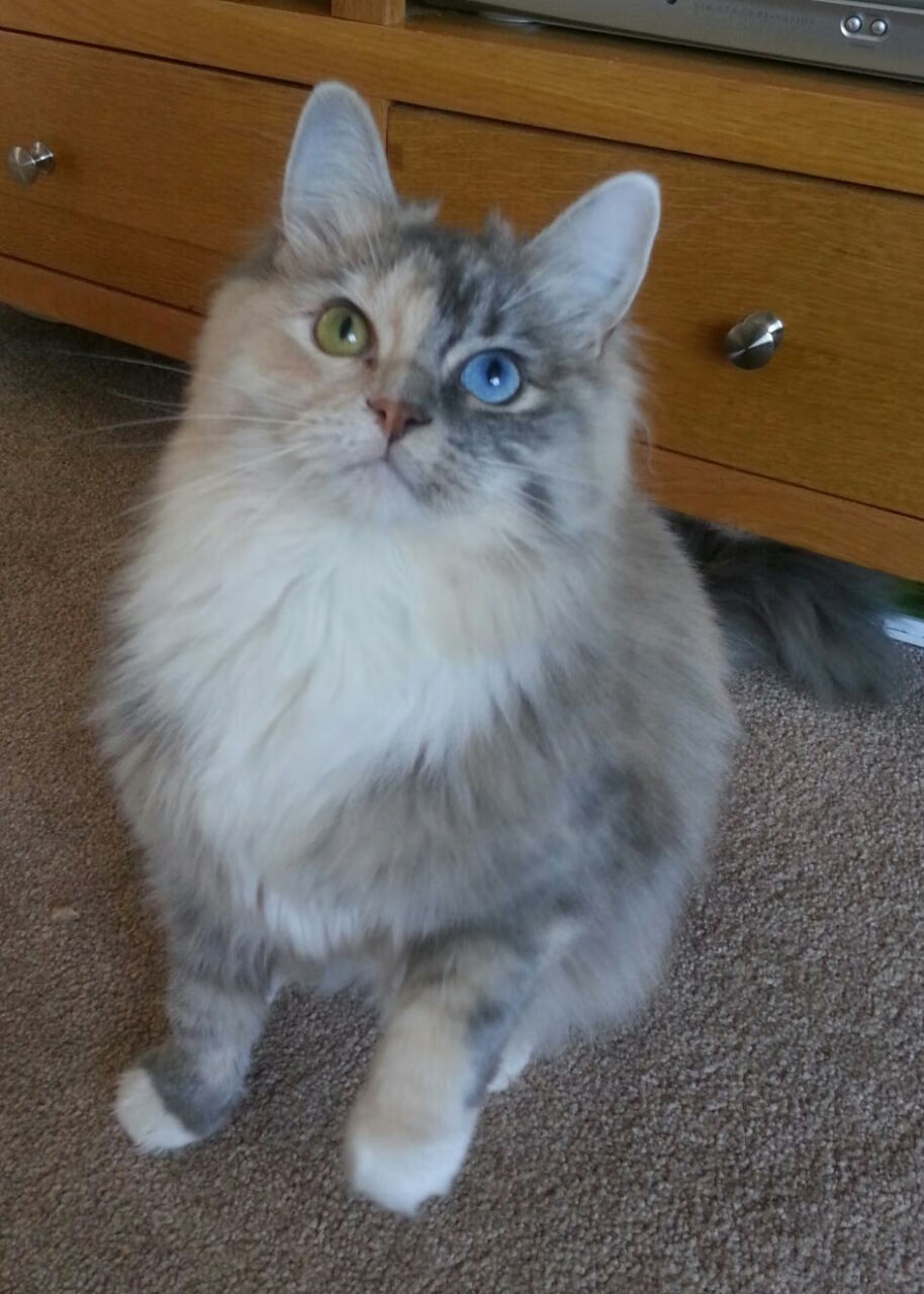 意甲激烈对抗,教练讲比赛策略,意甲球队主教练介绍