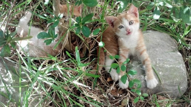 球员个人品牌发展:从篮球明星到全球偶像,篮球明星品牌标志