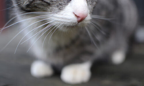 AYX GAME-荷兰马术队在巴黎奥运会三项赛团体决赛中获得第八名，展现强大实力。