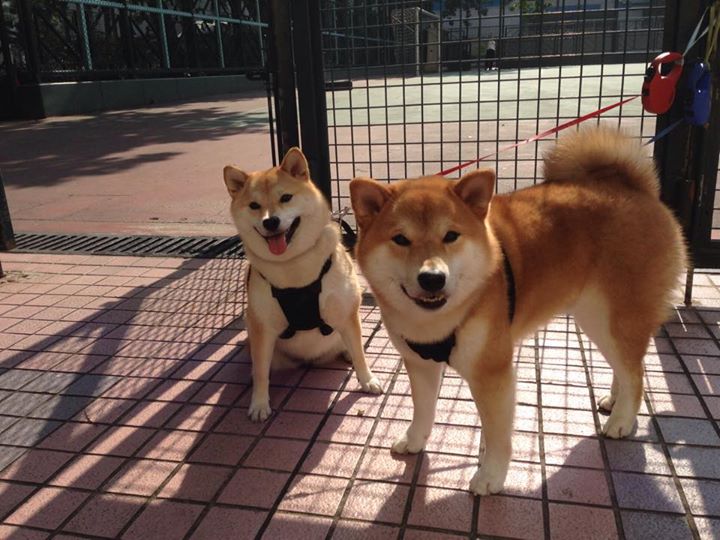 墨尔本联防守体系日益完善,墨尔本篮球队