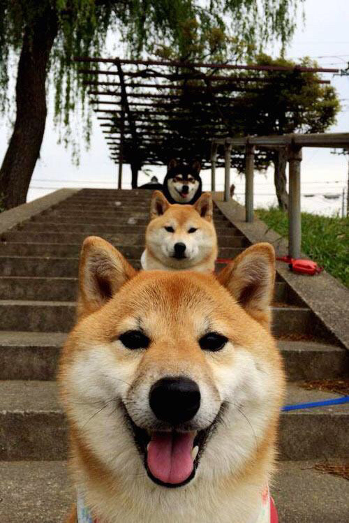 西汉姆联主场告捷,球队士气高涨,目标锁定争夺冠军,西汉姆联集锦