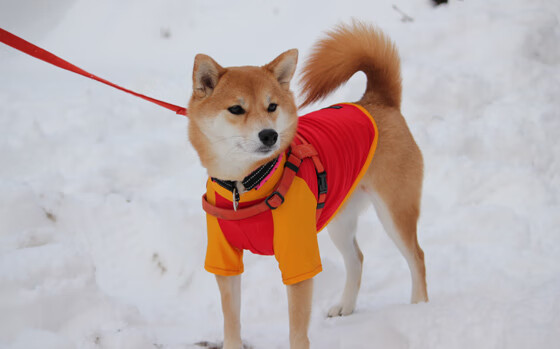 中国三人篮球男队多点开花增强进攻威胁，中国三人篮球男篮赛程