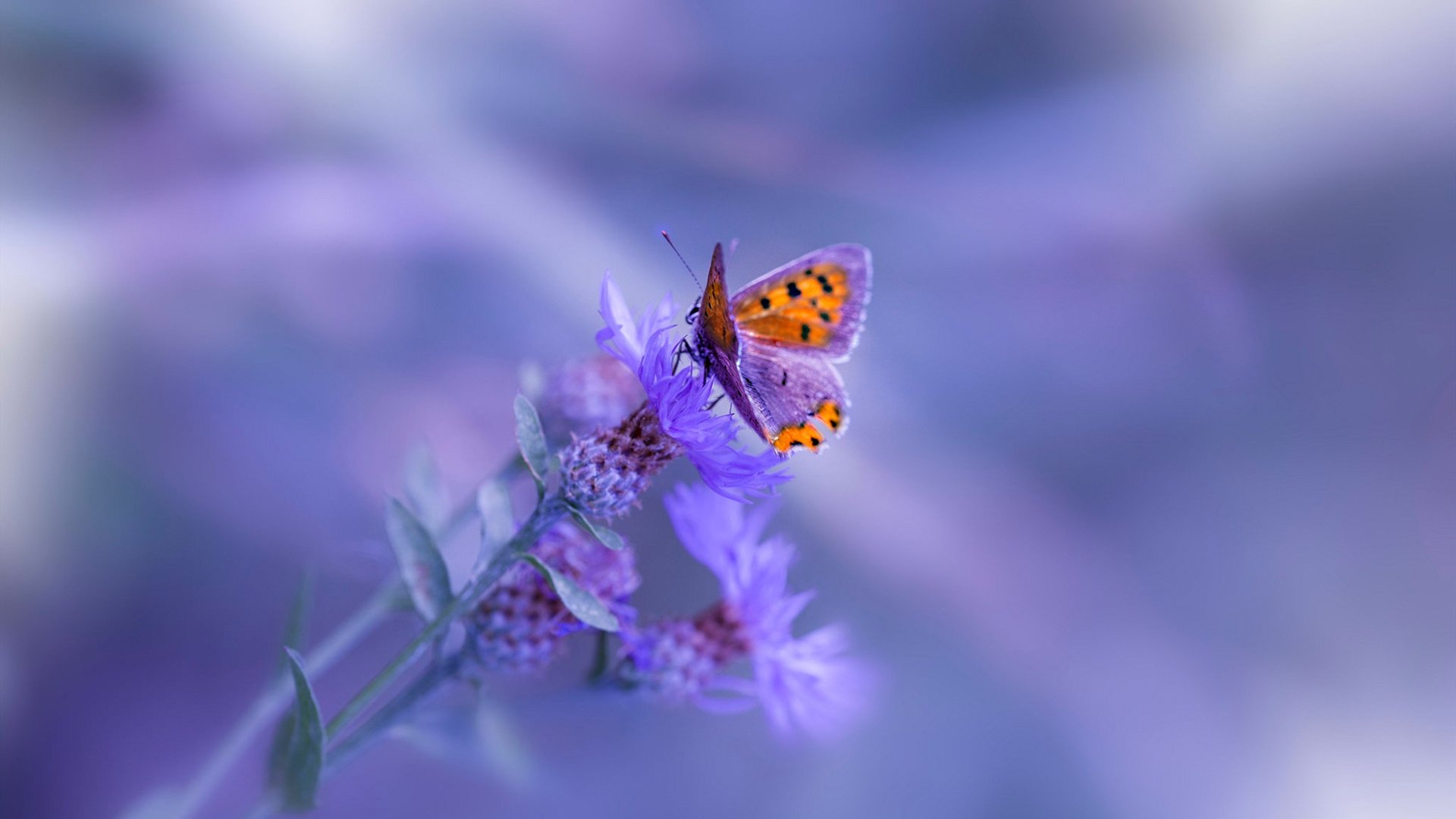 中国男篮热身赛告捷 年轻阵容表现亮眼,中国男篮热身赛赛程表播出时间