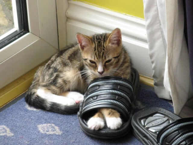 爱游戏娱乐网址-马刺球员在力量房进行专项抗冲击训练