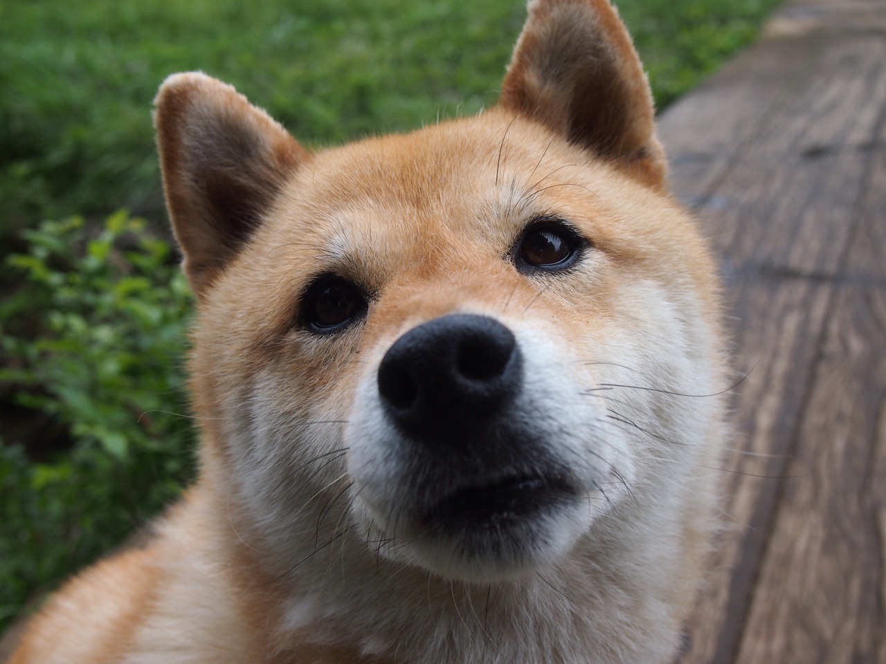 马克·阿特金森:南非锋线上的超级速度,帮助球队锁定胜局,马丁-阿特金森